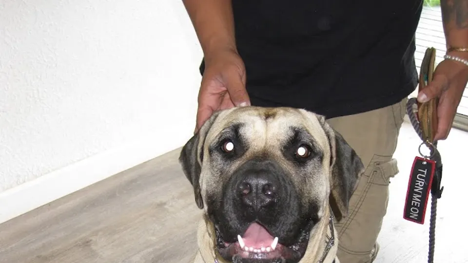 Big Island Pet Care Center Keaau - Animal hospital in Keaau, Hawaii