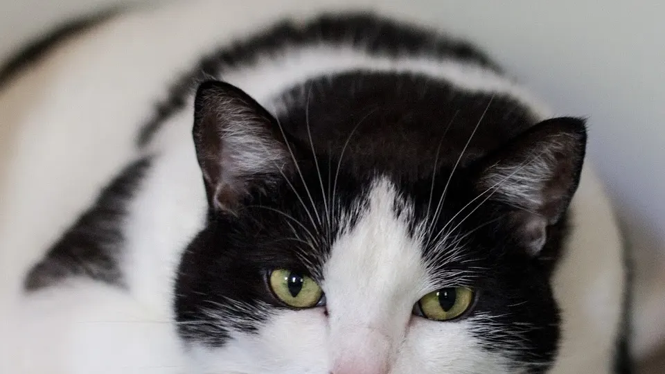 Cat Clinic of Lawrence - Veterinarian in Lawrence, Kansas