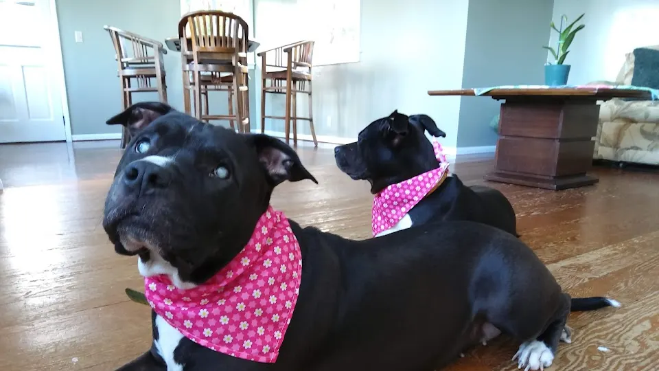 Kilauea Veterinary Services - Veterinarian in Hilo, HI