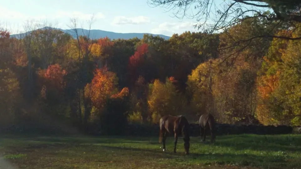 Monadnock Equine Veterinary Services - Veterinarian in Keene, NH