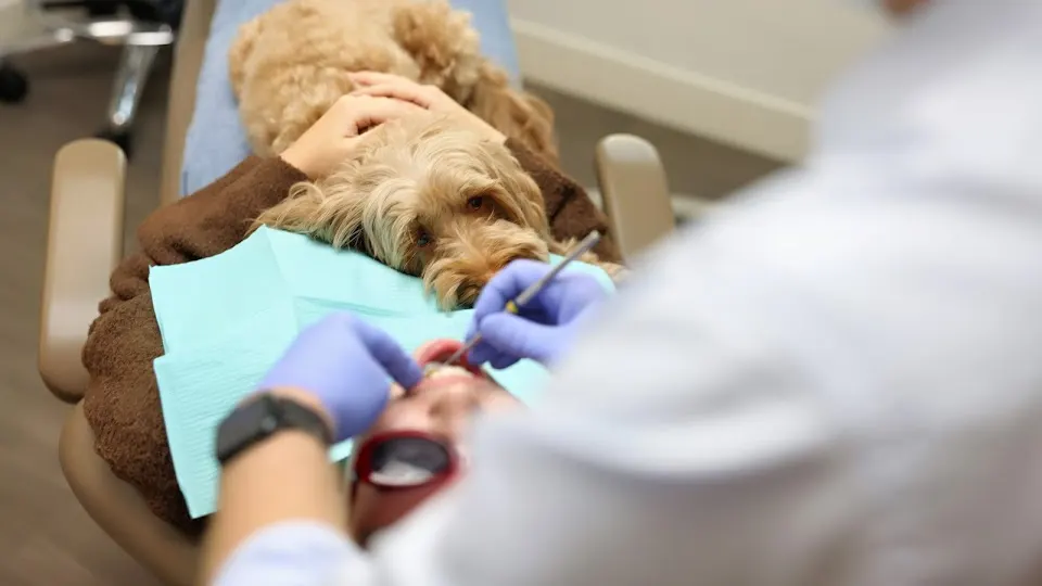 Seattle Dental Associates - Dentist in Seattle, WA